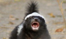 蜜獾爆料自己的视频,揭秘动物界的“网红”生活