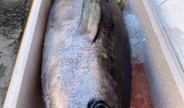 吃瓜爆料抖音网红多鱼,吃瓜爆料背后的故事与真相